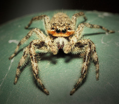 Layin’ Low Platycryptus  undatus jumping spider Platycryptus undatus,Tan Jumping Spider