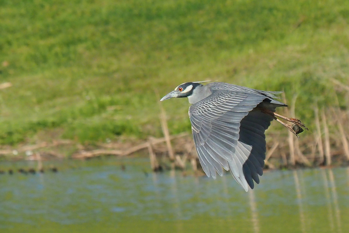 I have a snack Yellow-crowned night heron in Texas Nyctanassa violacea,Yellow-crowned night heron