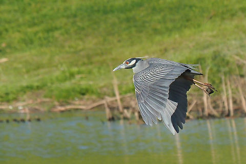 I have a snack Yellow-crowned night heron in Texas Nyctanassa violacea,Yellow-crowned night heron