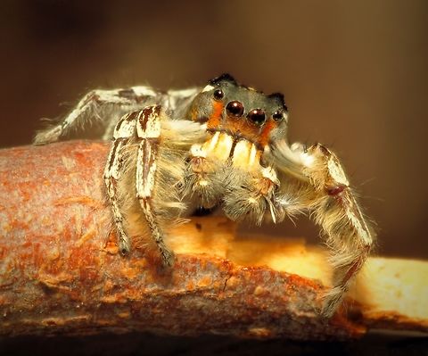Handsome Harry Phidippus putnami(male) Phidippus putnami,Putnam's Jumping Spider