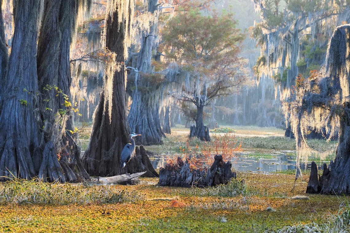 Welcome to my world Caddo Lake in east Texas at golden hour from boat. Spanish moss, Great Blue Heron, Cypress Knees. Ardea herodias,Great blue heron