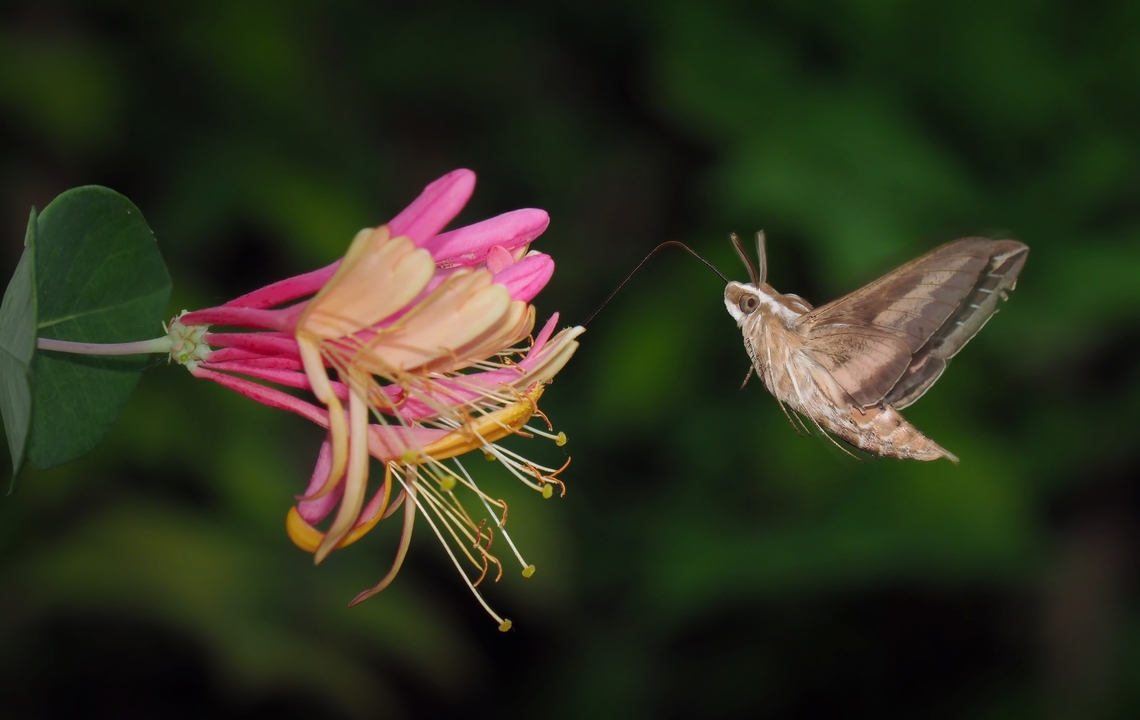 Sphinx and honeysuckle coral Like a hummer feeding on Lonicera caprifolium Hyles lineata,White-lined sphinx; Lonicera caprifolium