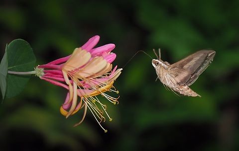 Sphinx and honeysuckle coral Like a hummer feeding on Lonicera caprifolium Hyles lineata,White-lined sphinx; Lonicera caprifolium