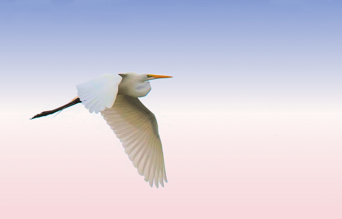Flight at Twilight Great White Egret Ardea alba,Great egret
