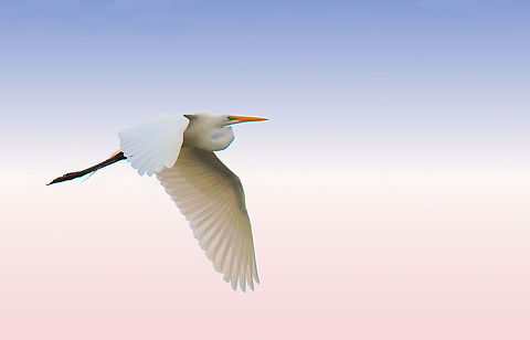 Flight at Twilight Great White Egret Ardea alba,Great egret