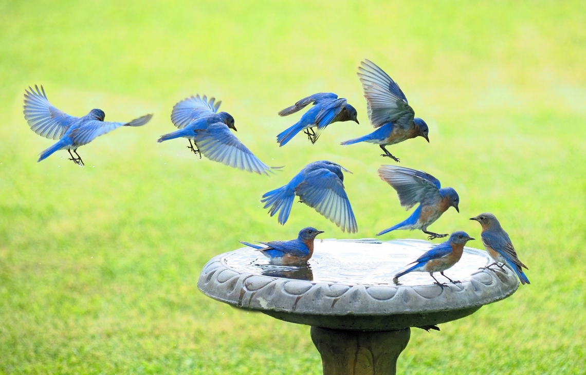 A Bath for Bluebirds Composite of several frames of blue birds visiting water source. Eastern Bluebird,Sialia sialis
