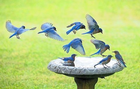 A Bath for Bluebirds Composite of several frames of blue birds visiting water source. Eastern Bluebird,Sialia sialis