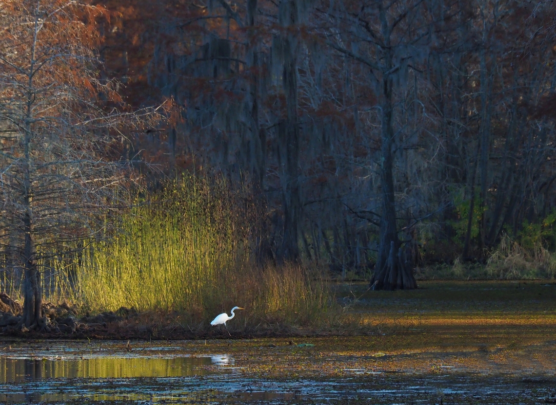Golden Hour Great white egret stalking for dinner Ardea alba,Great egret