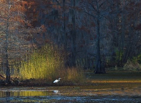 Golden Hour Great white egret stalking for dinner Ardea alba,Great egret