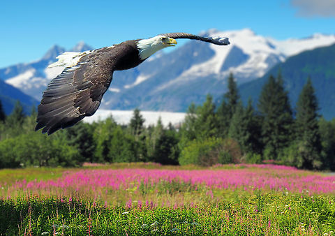 Icons of Alaska American Eagle, wildflowers, glacier, and peaks. Bald Eagle,Haliaeetus leucocephalus