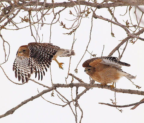 Lift-off Red-shouldered hawk takes flight during Texas winter freeze of Feb. 2021.  A two frame burst combined in post. Buteo lineatus,Red-Shoulderd Hawk