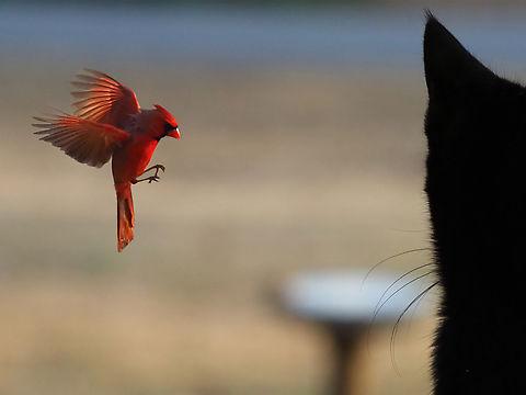 At the Garden Window Northern Cardinal being observed Cardinalis cardinalis,Northern Cardinal