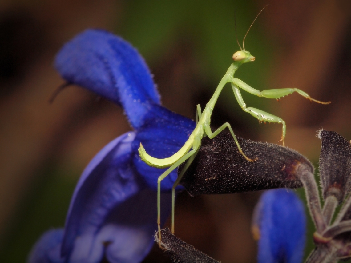 Steppin’ Up Carolina Mantis climbs through purple salvia. Mantis can attack humming birds. Re-locate the mantis if it is near a feeder. Carolina Mantis,Stagmomantis carolina