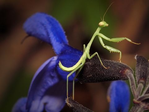 Steppin’ Up Carolina Mantis climbs through purple salvia. Mantis can attack humming birds. Re-locate the mantis if it is near a feeder. Carolina Mantis,Stagmomantis carolina