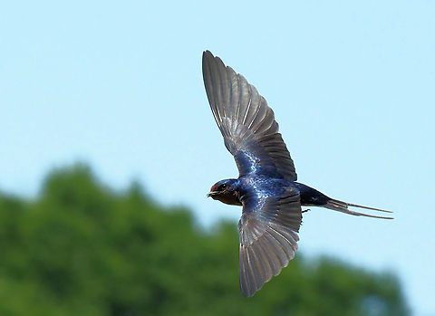 Lightning Fast High shutter speed required along with quick auto focus. American Cliff Swallow,Black Swallowtail,Papilio polyxenes,Petrochelidon pyrrhonota