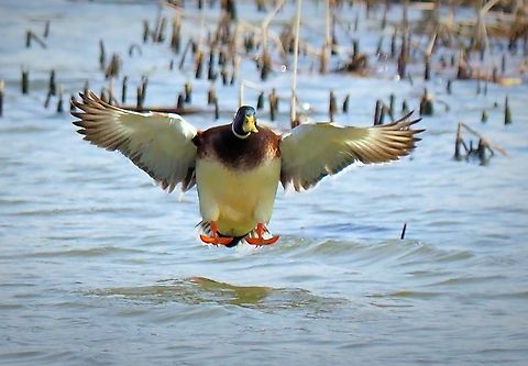 Big Splash Ahead Drake Mallard landing.  EM-1 mk2. 50-200 Anas platyrhynchos,Mallard