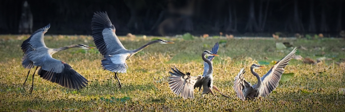 The Landing 4 frame composite of GBH settling into lake water covered with Giant Salvinia, an invasive species covering much of Caddo Lake in East Texas Ardea herodias,Great blue heron