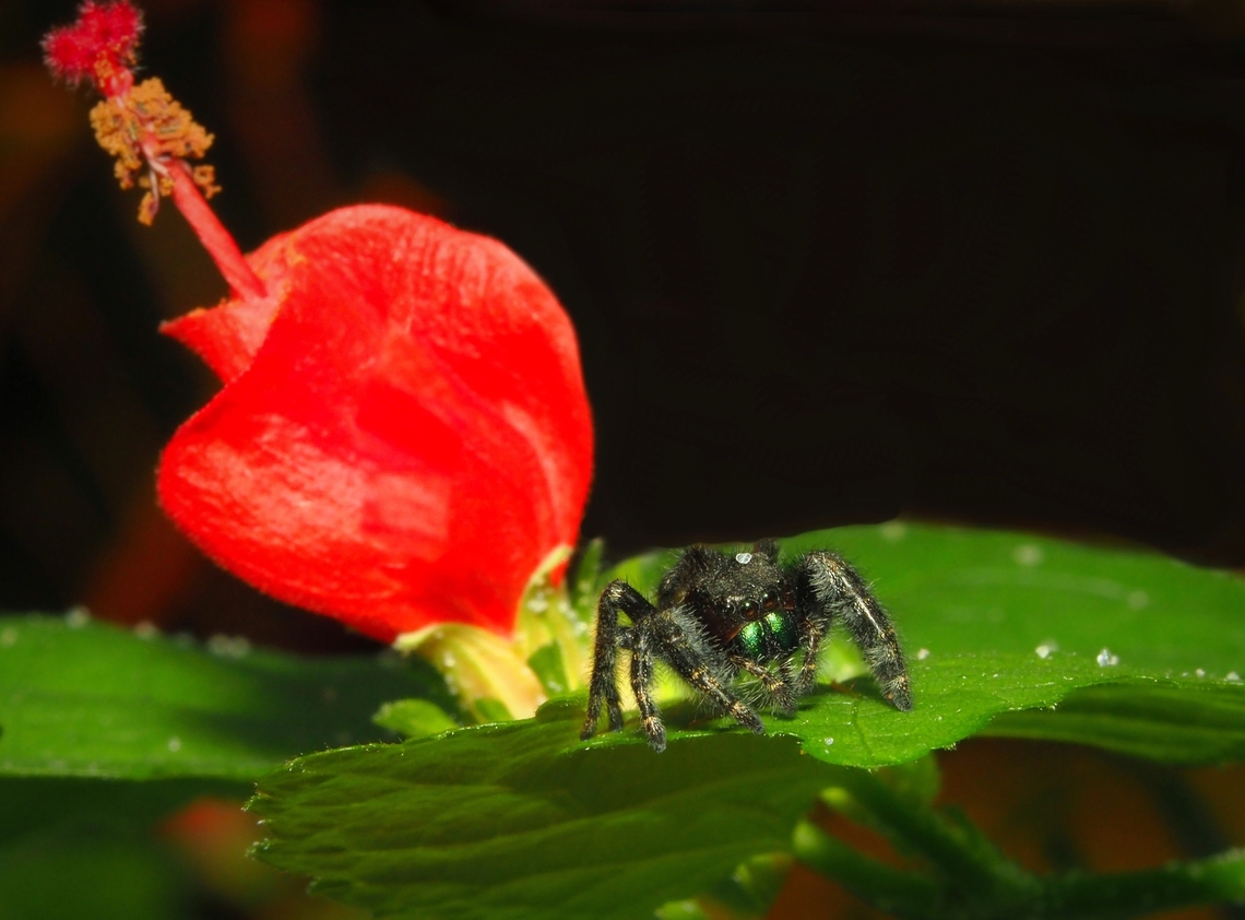 RED-GREEN Phidippus audax and Turk&rsquo;s Cap Daring jumping spider,Phidippus audax