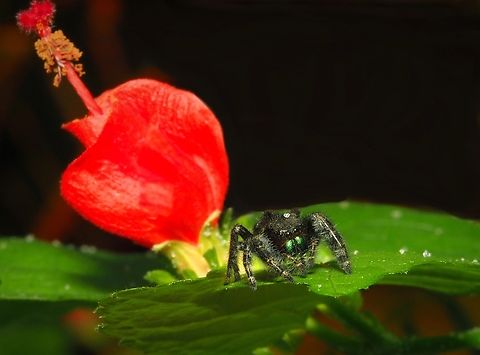 RED-GREEN Phidippus audax and Turk&rsquo;s Cap Daring jumping spider,Phidippus audax