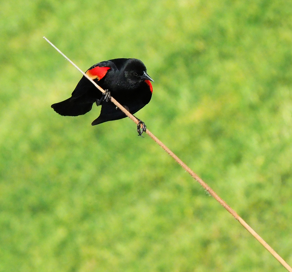 RWBB on pond reed  Agelaius phoeniceus,Red-winged blackbird