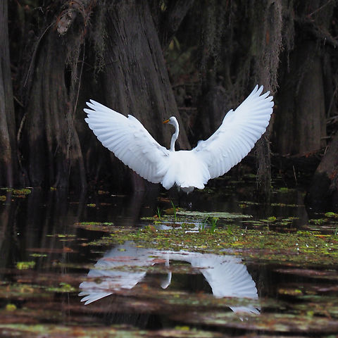 Wing Spread Great White Egret in bald cypress swamp, Caddo Lake, East Texas Ardea alba,Great egret