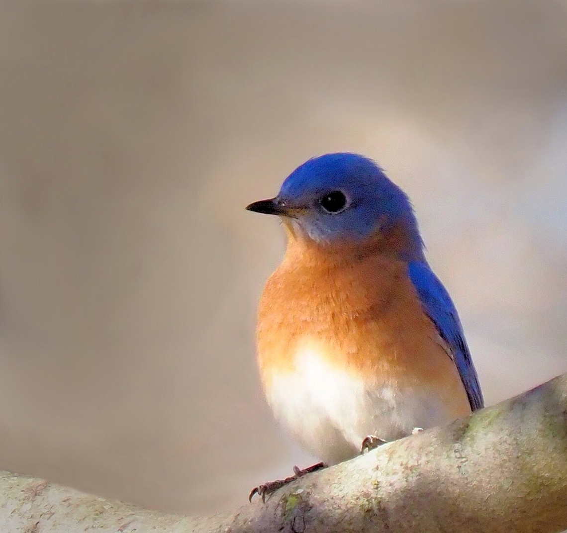 Sitting Pretty Eastern Bluebird perched in Bradford Pear tree. Olympus EM-1 mk2 50-200 Eastern Bluebird,Sialia sialis