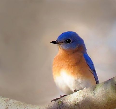 Sitting Pretty Eastern Bluebird perched in Bradford Pear tree. Olympus EM-1 mk2 50-200 Eastern Bluebird,Sialia sialis