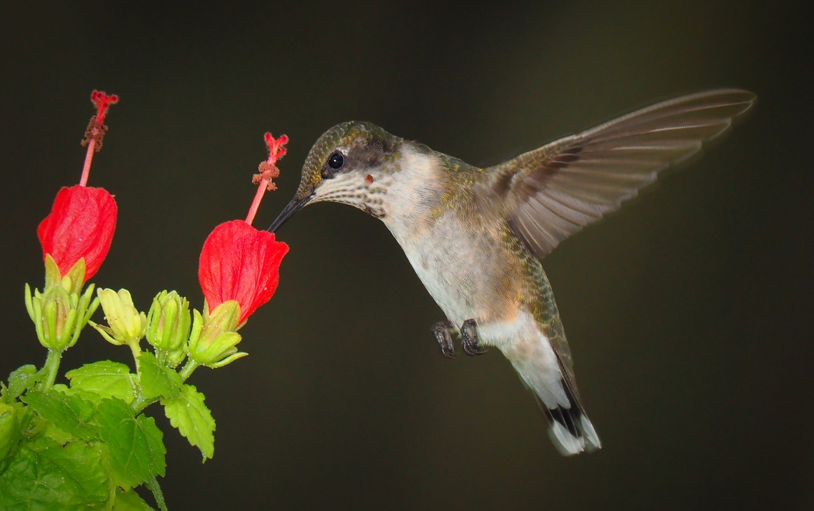 Red is my fave Hummer and Turk&rsquo;s Cap Archilochus colubris,Ruby-throated hummingbird