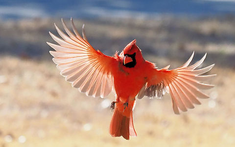All Flared Out Male Cardinal prior to landing Cardinalis cardinalis,Northern Cardinal