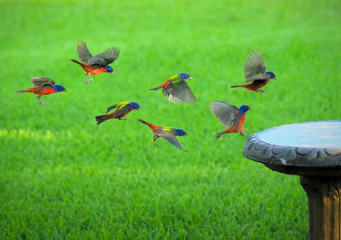 Bunting composite 7 frame burst, male painted bunting Painted Bunting,Passerina ciris