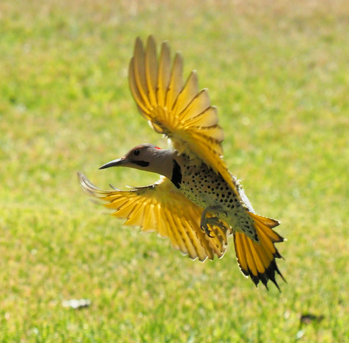 Flying flicker Northern flicker in flight Colaptes auratus,Northern Flicker