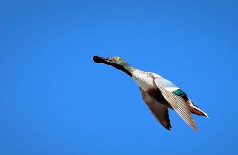 Daffy Shoveler duck Anas clypeata,Northern Shoveler