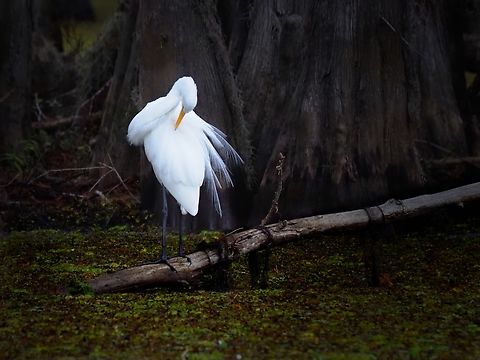 Picky, picky GWE at Lake Caddo, E. Texas Ardea alba,Great egret