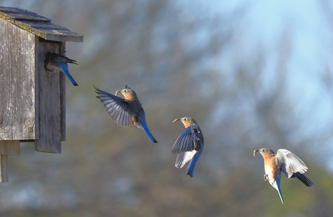 Hey, move it along Worm for the babies Eastern Bluebird,Sialia sialis