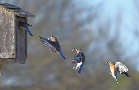 Hey, move it along Worm for the babies Eastern Bluebird,Sialia sialis