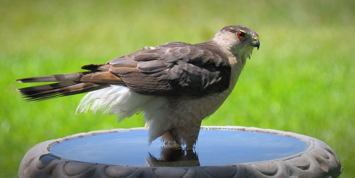King of the Birdbath, the Cooper’s Hawk Summer Texas heat brings in many species for water Accipiter cooperii,Coopers hawk