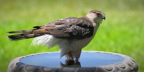 King of the Birdbath, the Cooper&rsquo;s Hawk Summer Texas heat brings in many species for water Accipiter cooperii,Coopers hawk