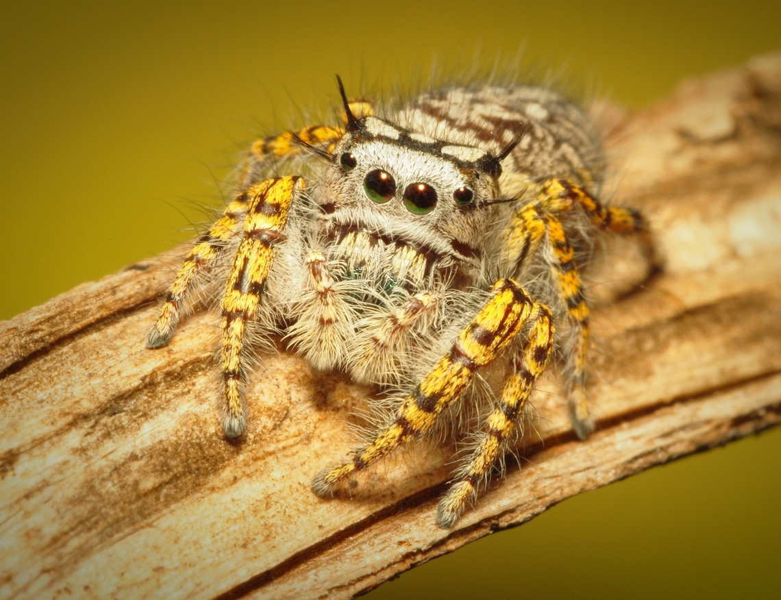 Female Phidippus mystaceus jumping spider  Phidippus mystaceus