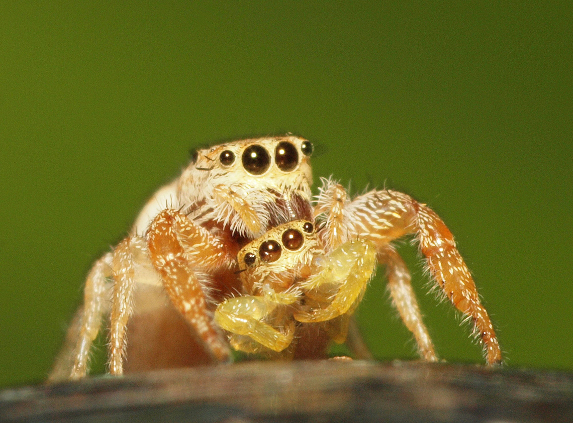 Let’s Do Lunch Cannibalism Hentz Jumper,Hentzia palmarum