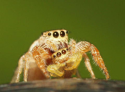 Let&rsquo;s Do Lunch Cannibalism Hentz Jumper,Hentzia palmarum