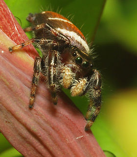 Phidippus Clarus (male) Waiting on honeysuckle coral plant Brilliant Jumping Spider,Phidippus clarus