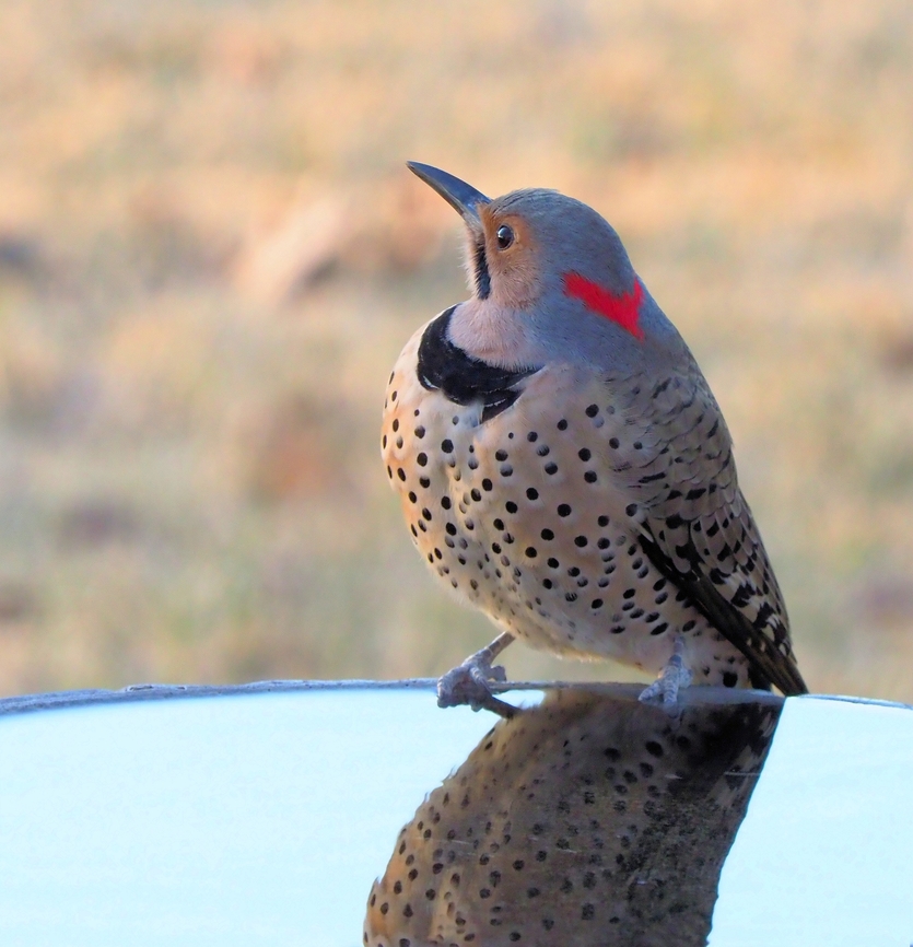 A Most Handsome Bird  Colaptes auratus,Northern Flicker