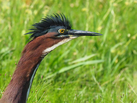It’s all about the hairdo the hair and the stare……. Butorides virescens,Green heron