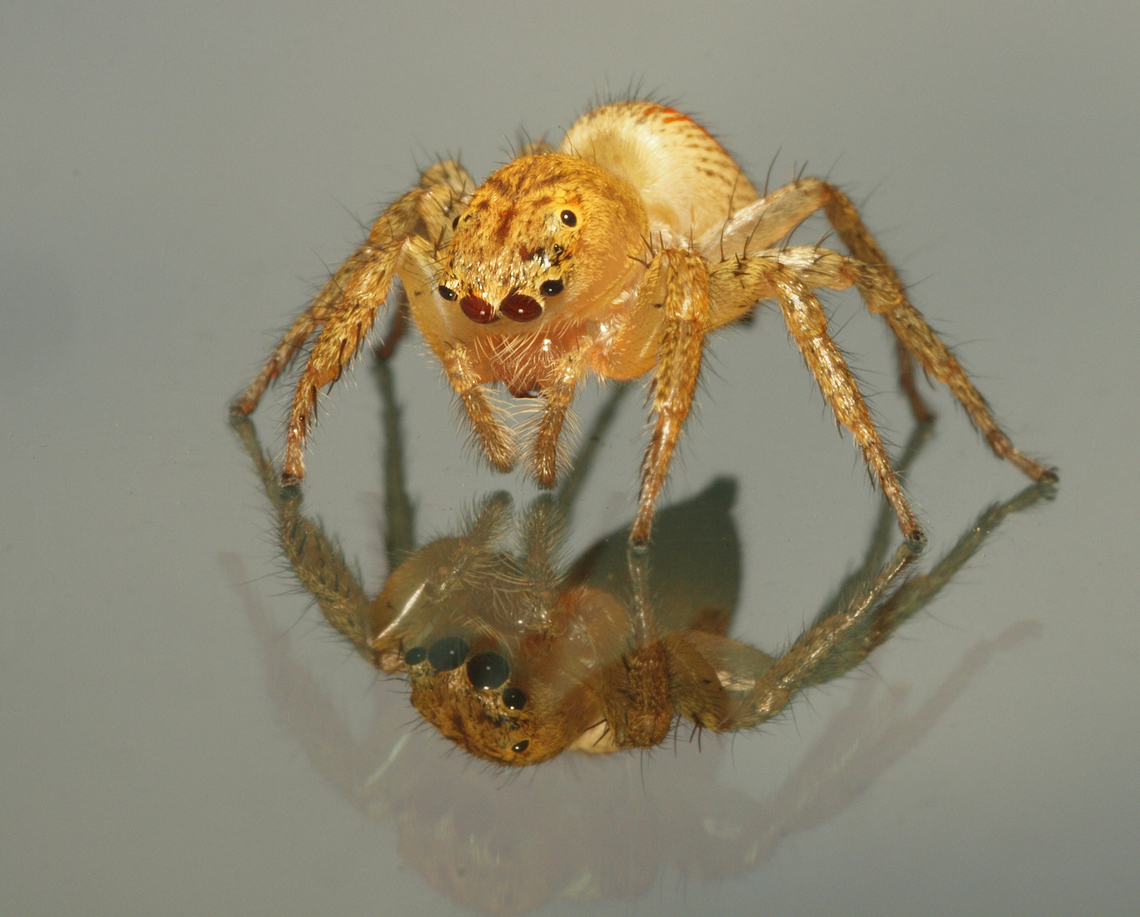 Mirror mirror, who’s the fairest of them all? maevia inclemens on car windshield Dimorphic Jumping Spider,Maevia inclemens