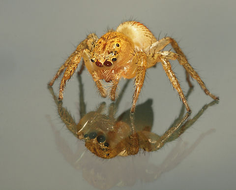 Mirror mirror, who’s the fairest of them all? maevia inclemens on car windshield Dimorphic Jumping Spider,Maevia inclemens