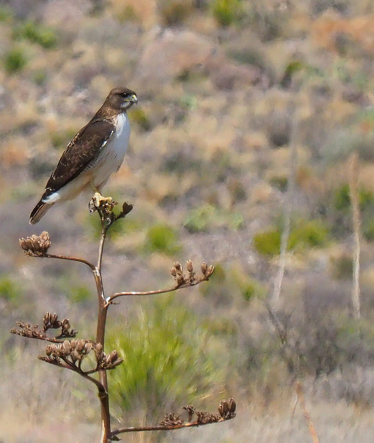 Bird of Big Bend Peregrine in Big Bend NP Falco peregrinus,Peregrine falcon