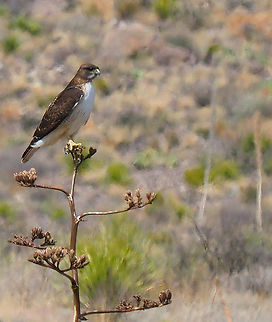 Bird of Big Bend Peregrine in Big Bend NP Falco peregrinus,Peregrine falcon