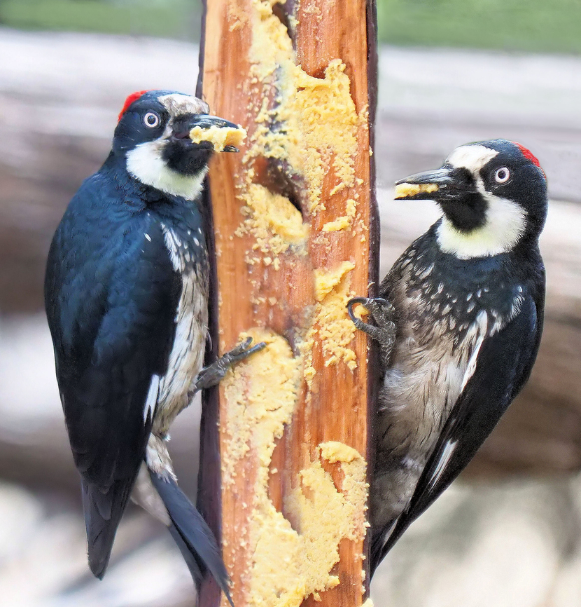 Love that peanut butter Acorn wood peckers at feeding station in Davis Mountains State Park, west Texas Acorn Woodpecker,Melanerpes formicivorus