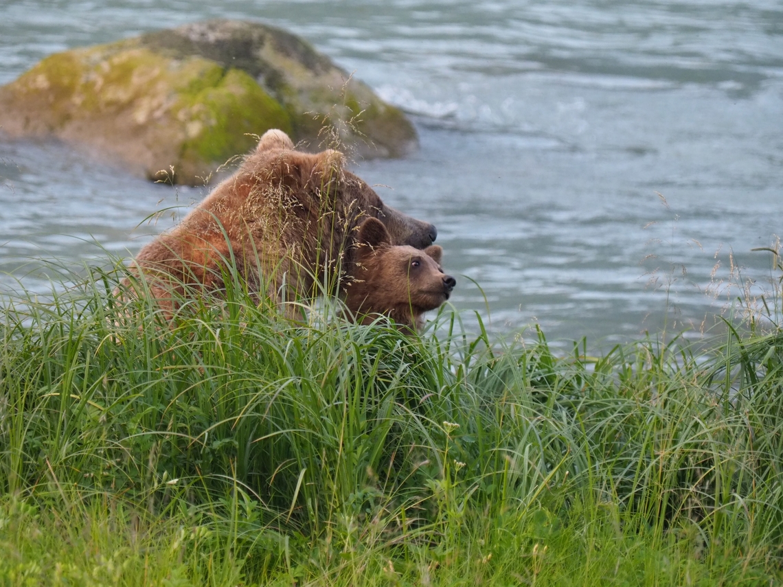 “I got your back” Grizzly mom and cub. Chilkoot river, Haines, AK Grizzly bear,Ursus arctos horribilis