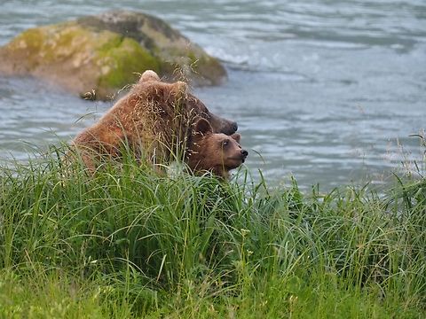 “I got your back” Grizzly mom and cub. Chilkoot river, Haines, AK Grizzly bear,Ursus arctos horribilis